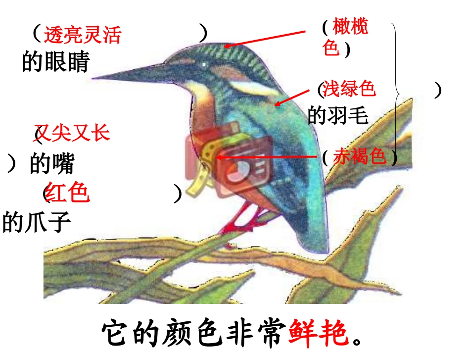 《翠鸟》PPT课件[部编版三年级语文下册]_第3页