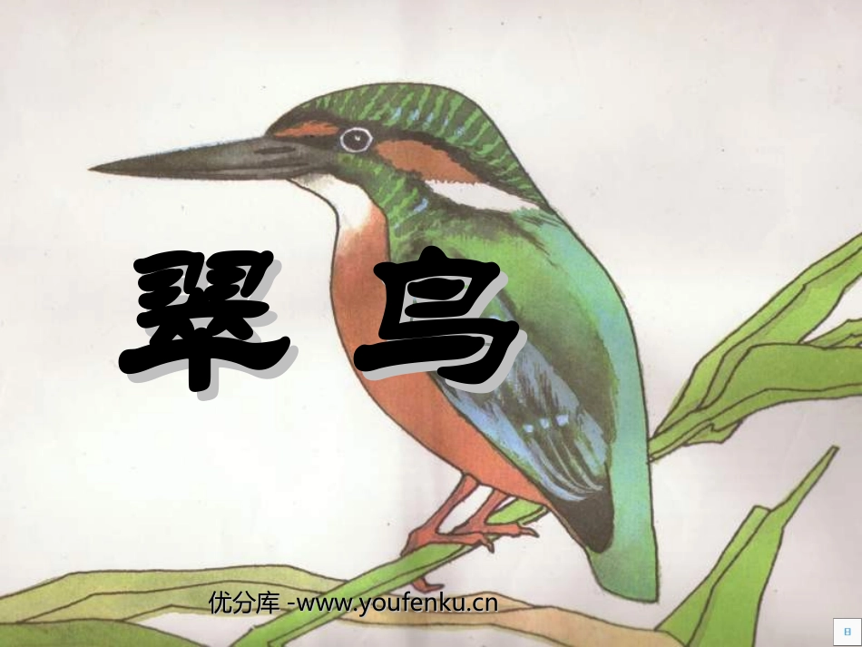 《翠鸟》PPT课件[部编版三年级语文下册]_第1页