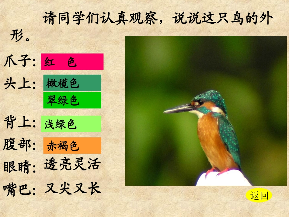 《翠鸟》PPT课件[部编版三年级语文下册]_第3页