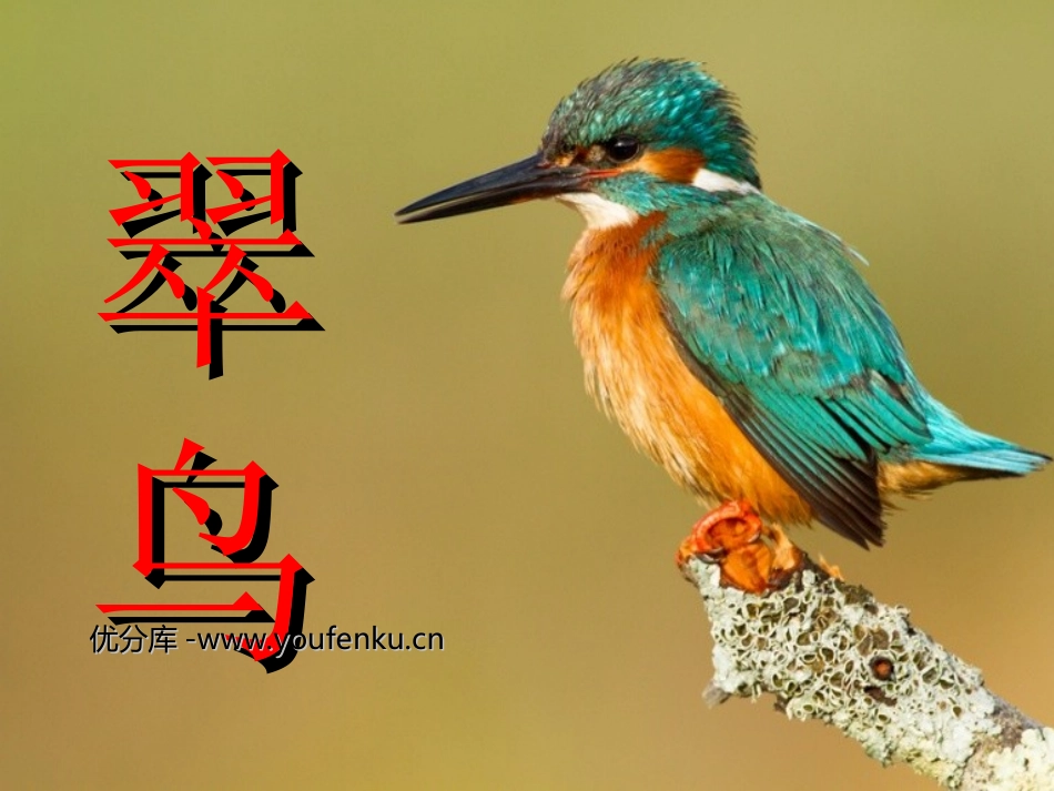 《翠鸟》PPT课件[部编版三年级语文下册]_第1页