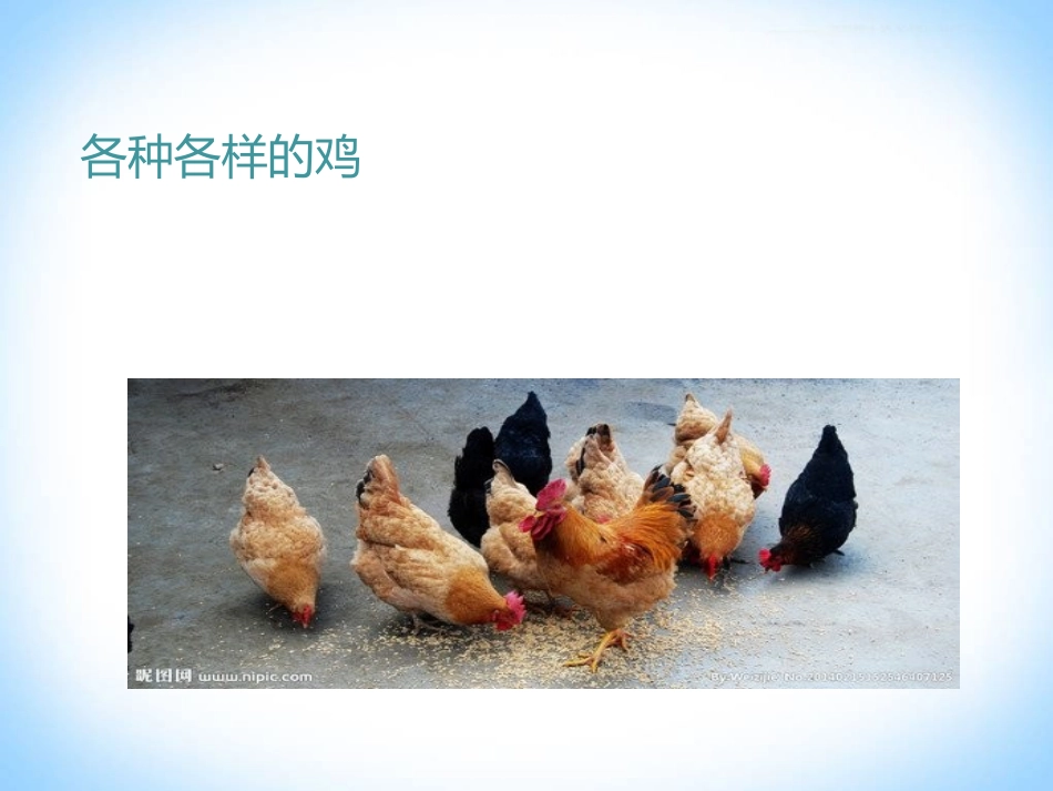 《鸡》家养小动物PPT课件[鄂教版三年级科学上册]_第3页