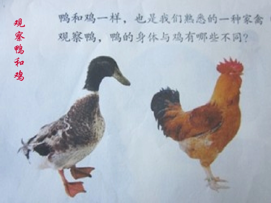 《鸭与鸡》家养小动物PPT课件[鄂教版三年级科学上册]_第2页