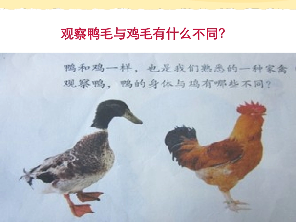 《鸭与鸡》家养小动物PPT课件[鄂教版三年级科学上册]_第3页