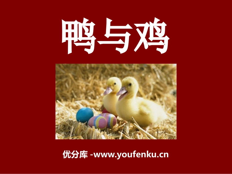 《鸭与鸡》家养小动物PPT课件[鄂教版三年级科学上册]_第1页