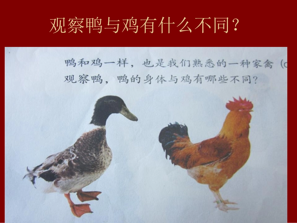 《鸭与鸡》家养小动物PPT课件[鄂教版三年级科学上册]_第2页