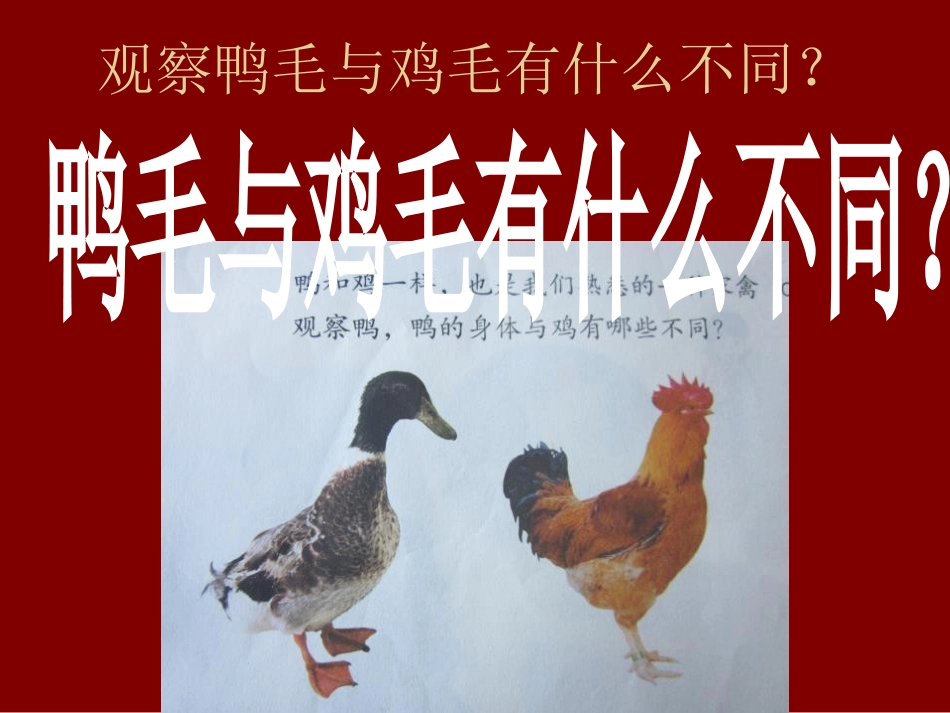 《鸭与鸡》家养小动物PPT课件[鄂教版三年级科学上册]_第3页