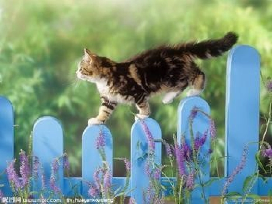 《猫》家养小动物PPT课件[鄂教版三年级科学上册]_第2页