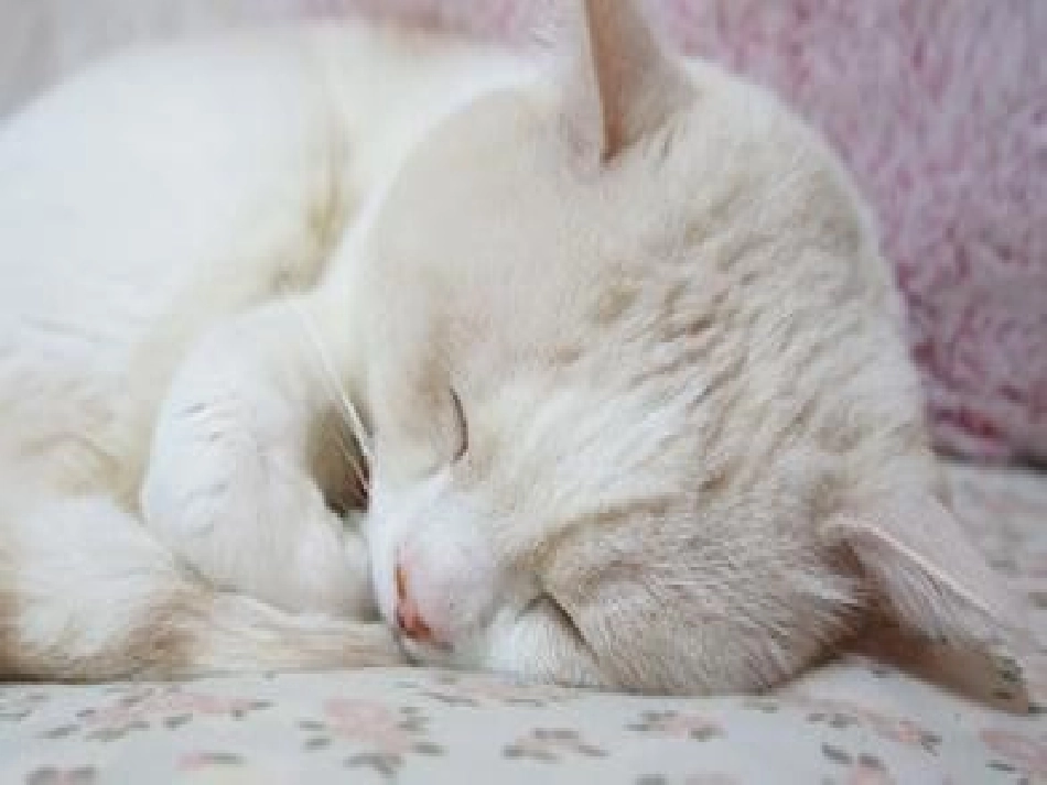 《猫》家养小动物PPT课件[鄂教版三年级科学上册]_第3页