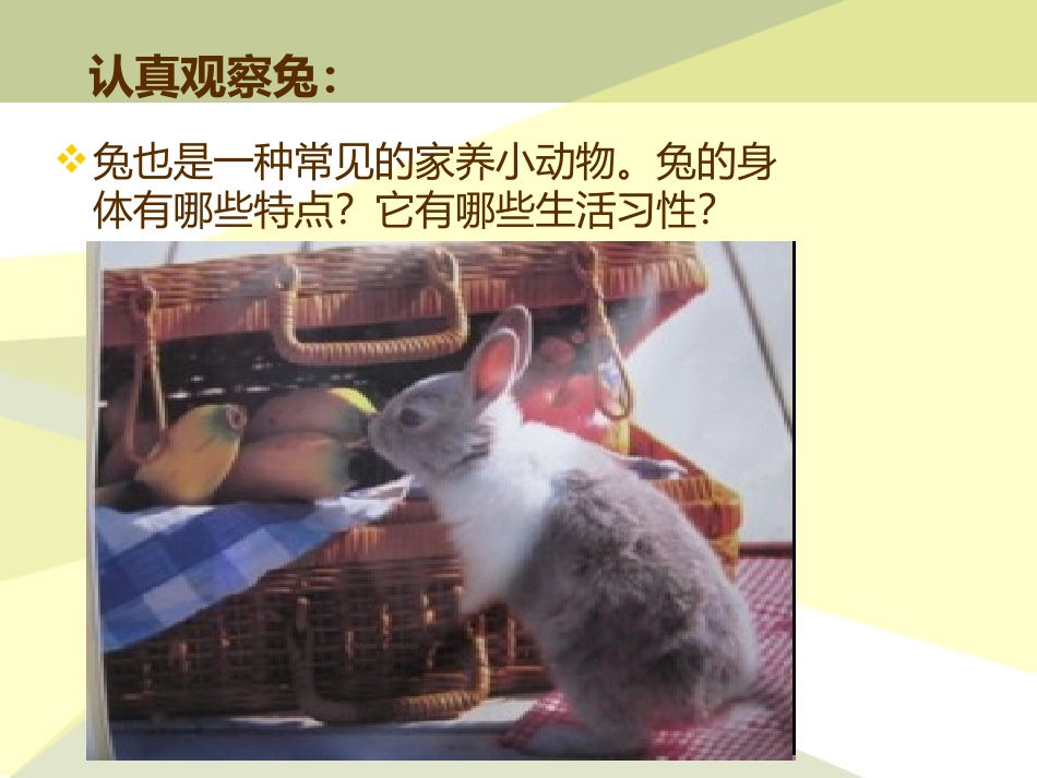 《兔与猫》家养小动物PPT课件[鄂教版三年级科学上册]_第2页