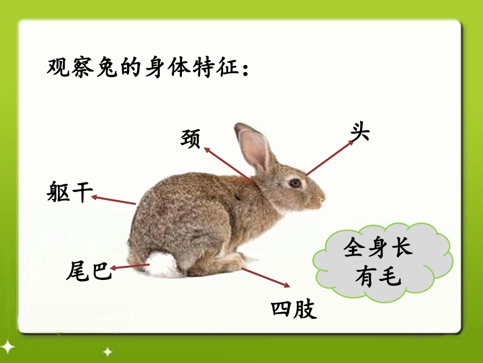 《兔与猫》家养小动物PPT课件[鄂教版三年级科学上册]_第2页