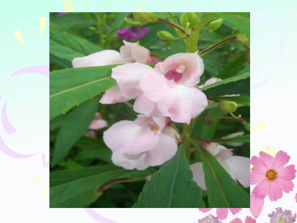 《播种发芽》PPT课件[鄂教版三年级科学下册]_第2页