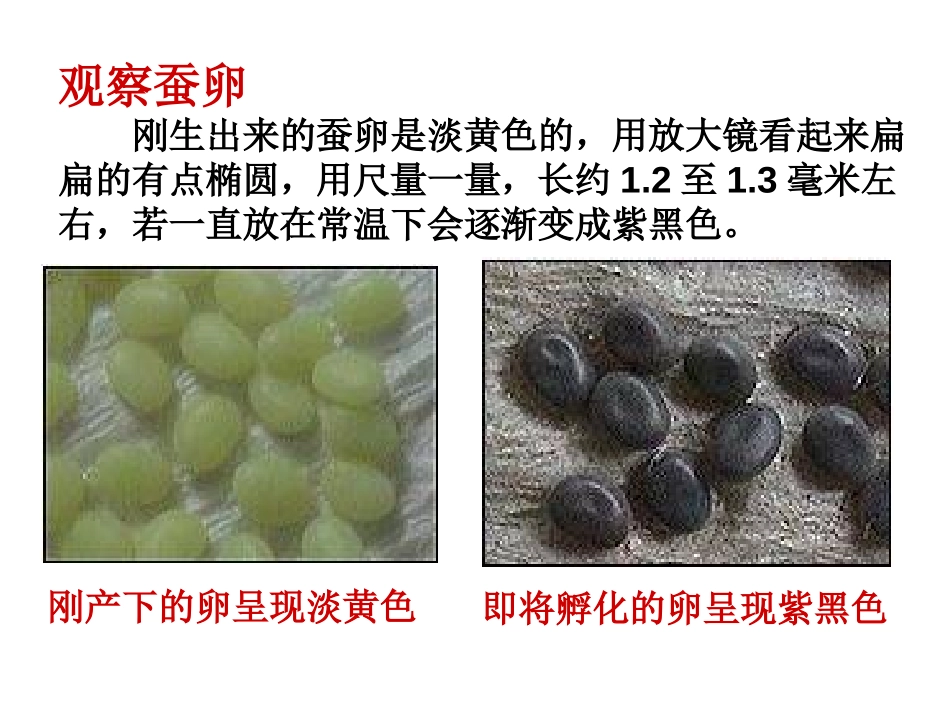 《蚕宝宝出生了》PPT课件[鄂教版三年级科学下册]_第3页