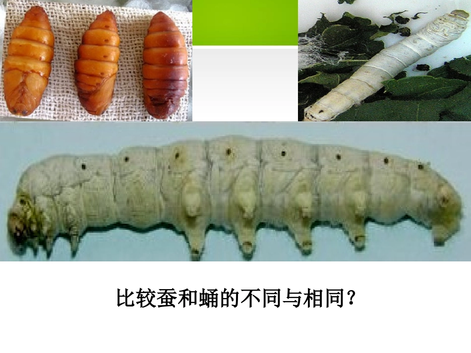 《蚕宝宝建新房》PPT课件[鄂教版三年级科学下册]_第2页
