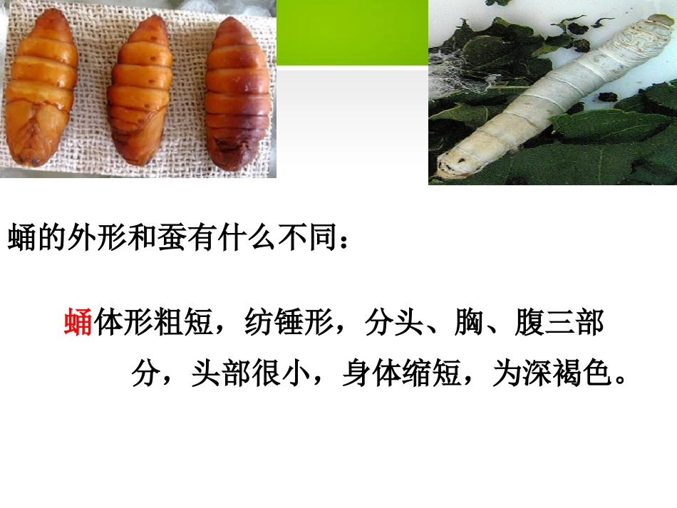《蚕宝宝建新房》PPT课件[鄂教版三年级科学下册]_第3页