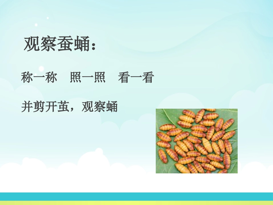 《蚕蛹变成了什么》PPT课件[鄂教版三年级科学下册]_第2页
