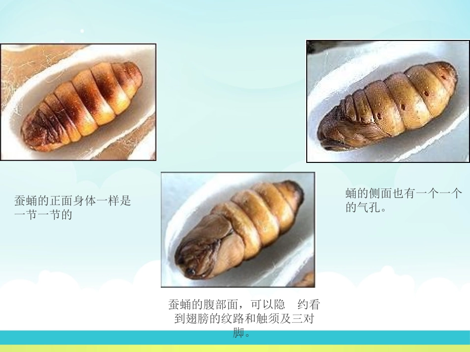 《蚕蛹变成了什么》PPT课件[鄂教版三年级科学下册]_第3页