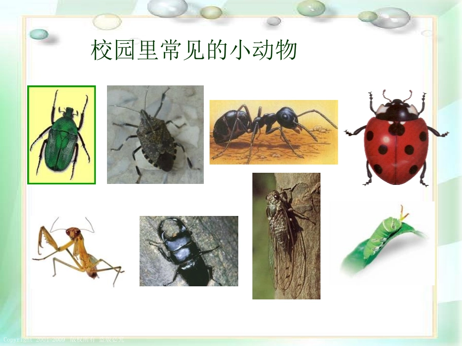 《校园里有哪些动植物》寻访校园里的动植物PPT课件_第2页