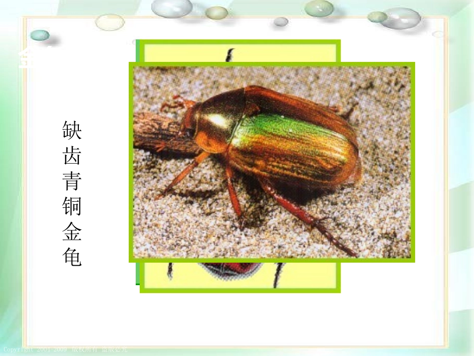 《校园里有哪些动植物》寻访校园里的动植物PPT课件_第3页