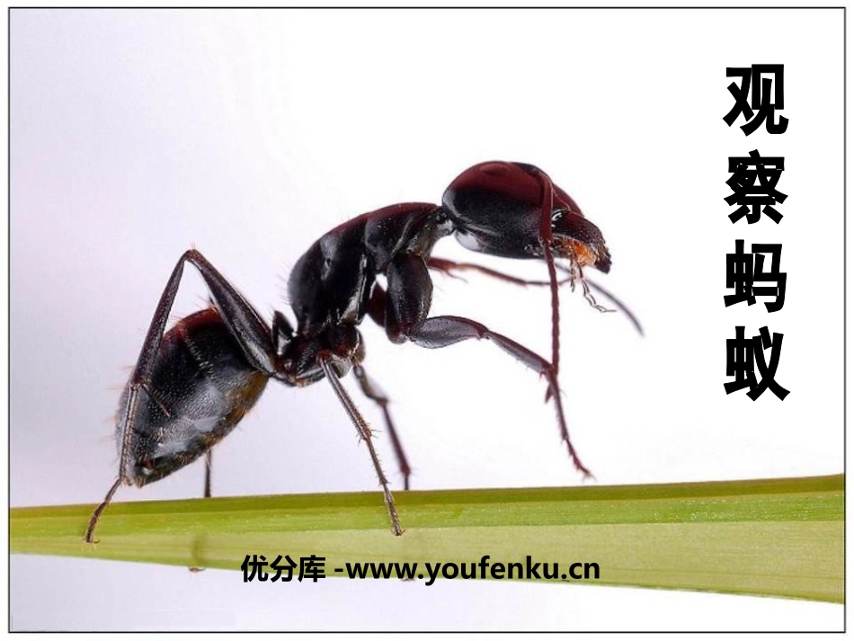 《观察蚂蚁》寻访校园里的动植物PPT课件[鄂教版四年级科学]_第1页