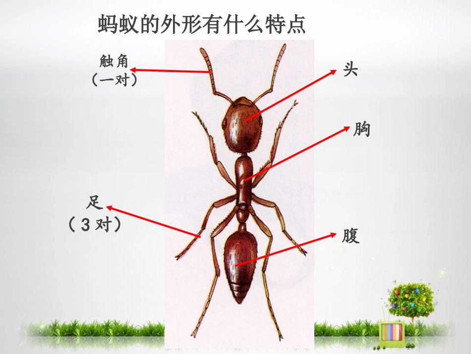 《更多的小动物》寻访校园里的动植物PPT课件[鄂教版四年级科学]_第3页