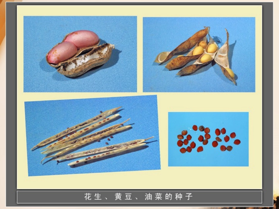《种子发芽》PPT课件[鄂教版四年级科学下册]_第2页
