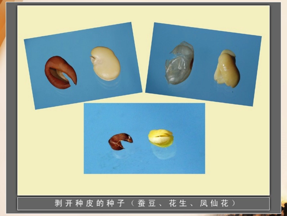 《种子发芽》PPT课件[鄂教版四年级科学下册]_第3页