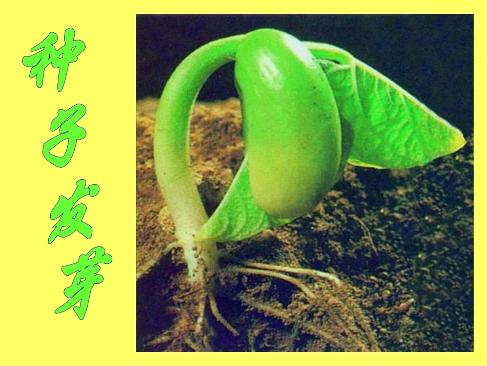 《种子发芽》PPT课件[鄂教版四年级科学下册]_第2页