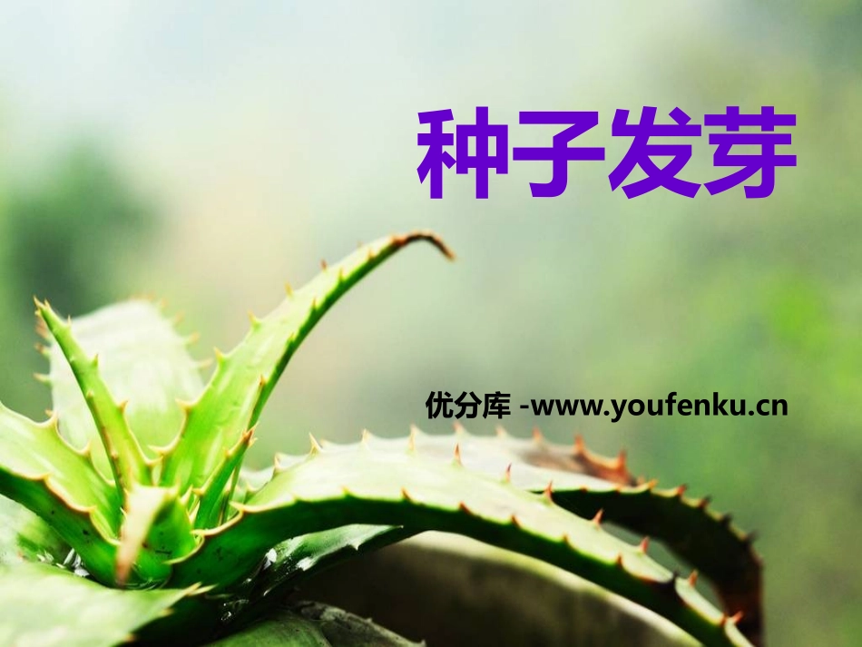 《种子发芽》PPT课件[鄂教版四年级科学下册]_第1页