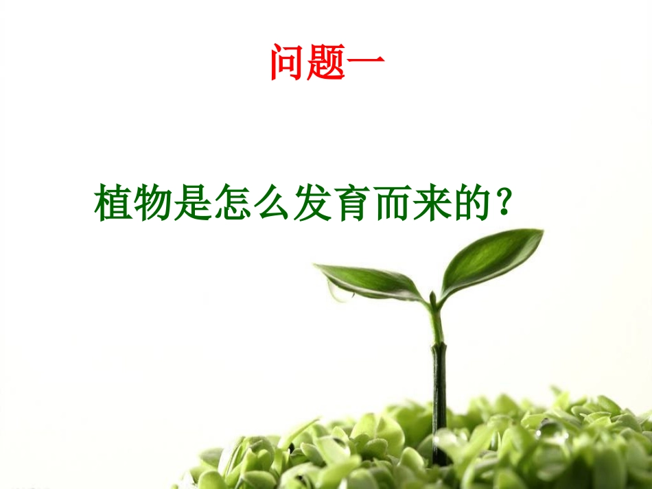 《种子发芽》PPT课件[鄂教版四年级科学下册]_第2页