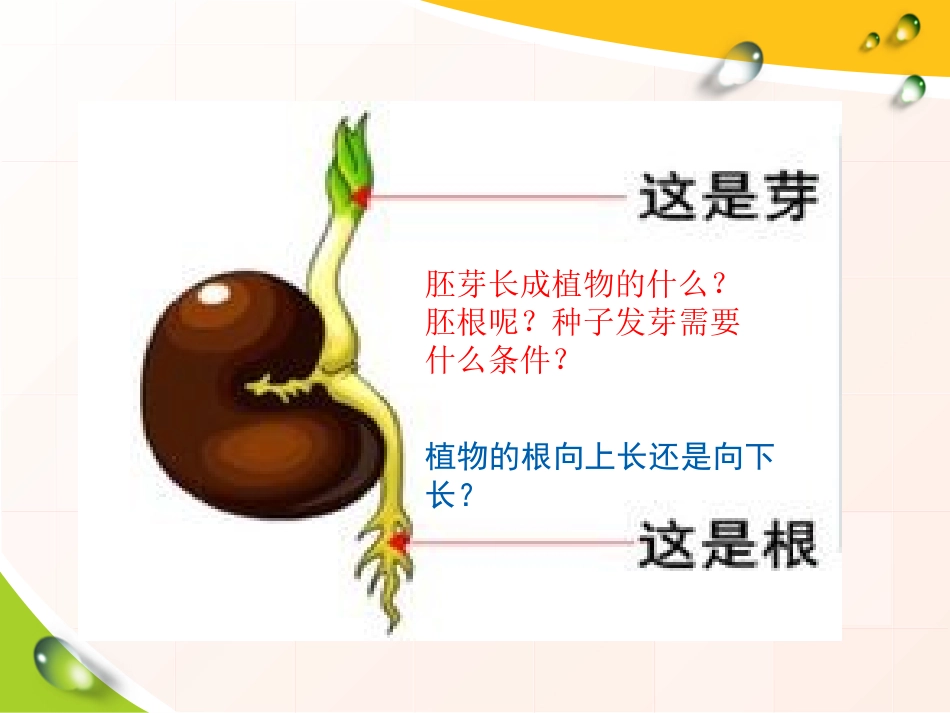 《向上长还是向下长》PPT课件[鄂教版四年级科学下册]_第3页