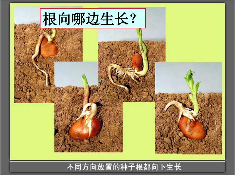 《根朝哪边长》PPT课件[鄂教版四年级科学下册]_第2页