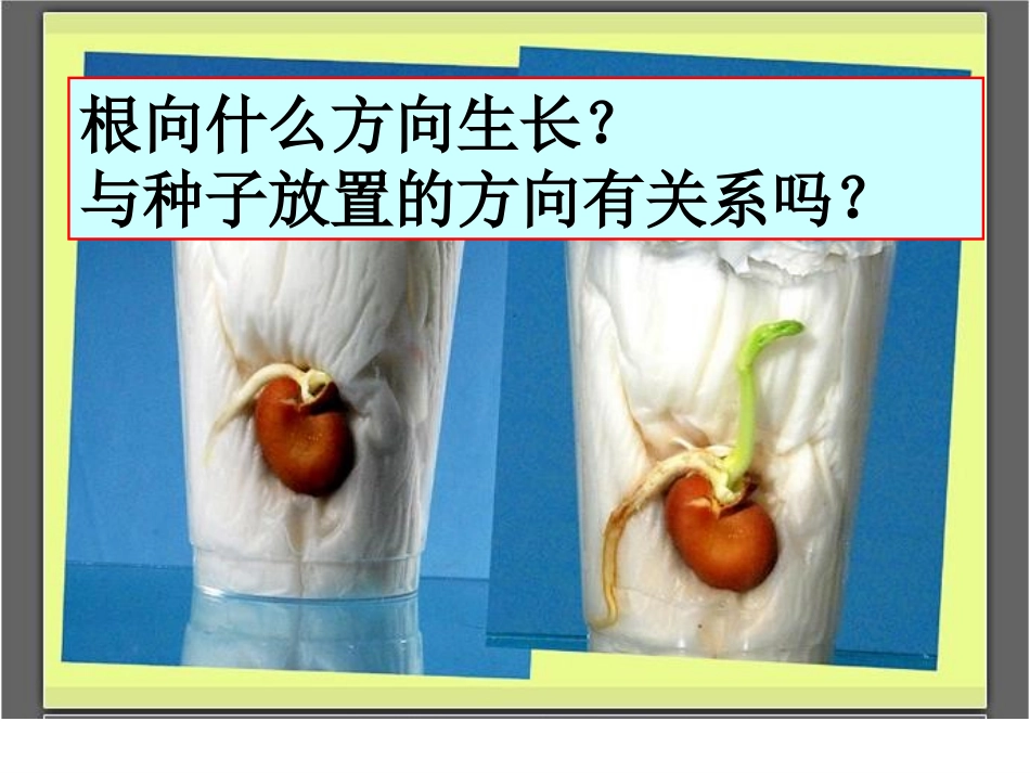 《根朝哪边长》PPT课件[鄂教版四年级科学下册]_第3页