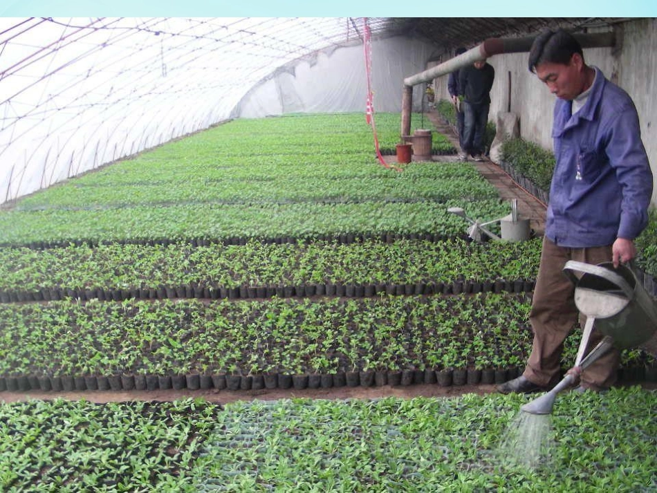 《植物怎样“喝水”》PPT课件[鄂教版四年级科学下册]_第2页