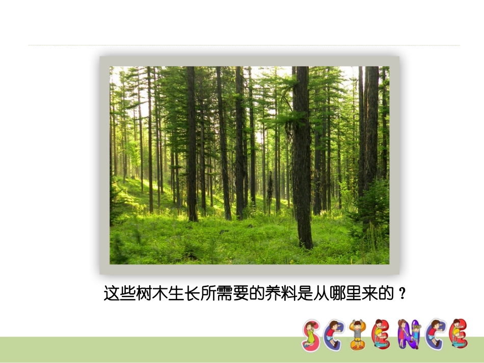 《林中的树》走进树林PPT课件[鄂教版五年级科学上册]_第2页