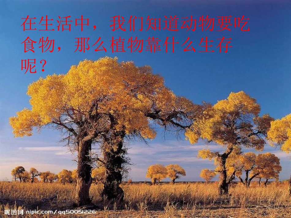 《林中的树》走进树林PPT课件[鄂教版五年级科学上册]_第3页