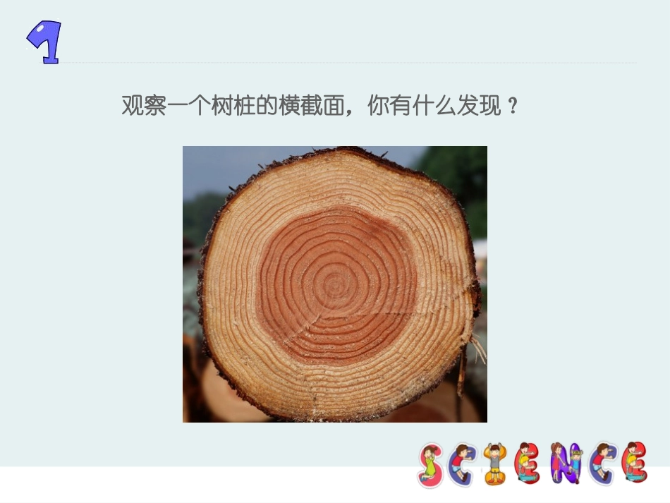 《树木中的纹路》走进树林PPT课件[鄂教版五年级科学上册]_第3页