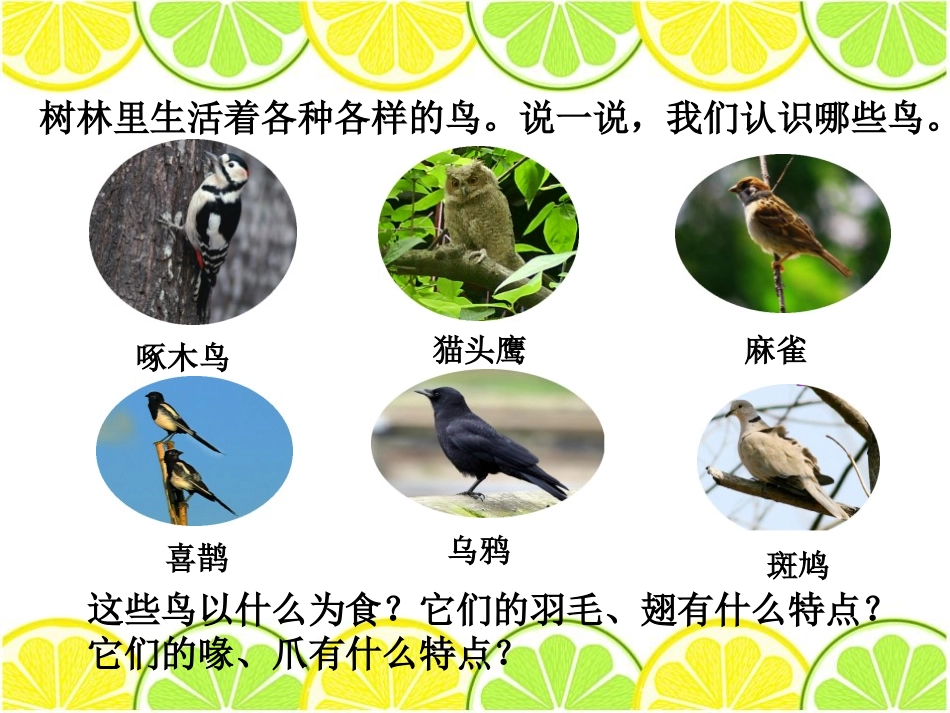 《林中的鸟》走进树林PPT课件[鄂教版五年级科学上册]_第2页
