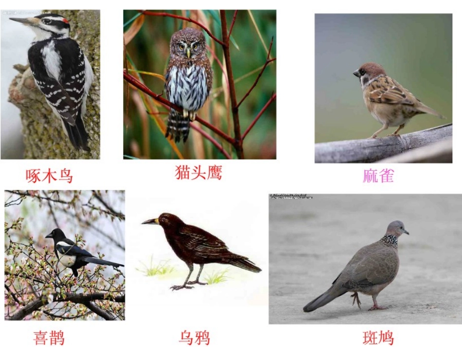 《林中的鸟》走进树林PPT课件[鄂教版五年级科学上册]_第3页