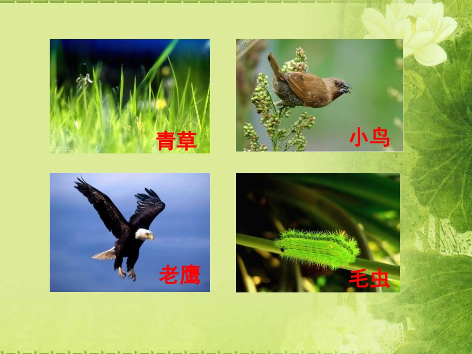 《谁吃谁》走进树林PPT课件[鄂教版五年级科学上册]_第3页