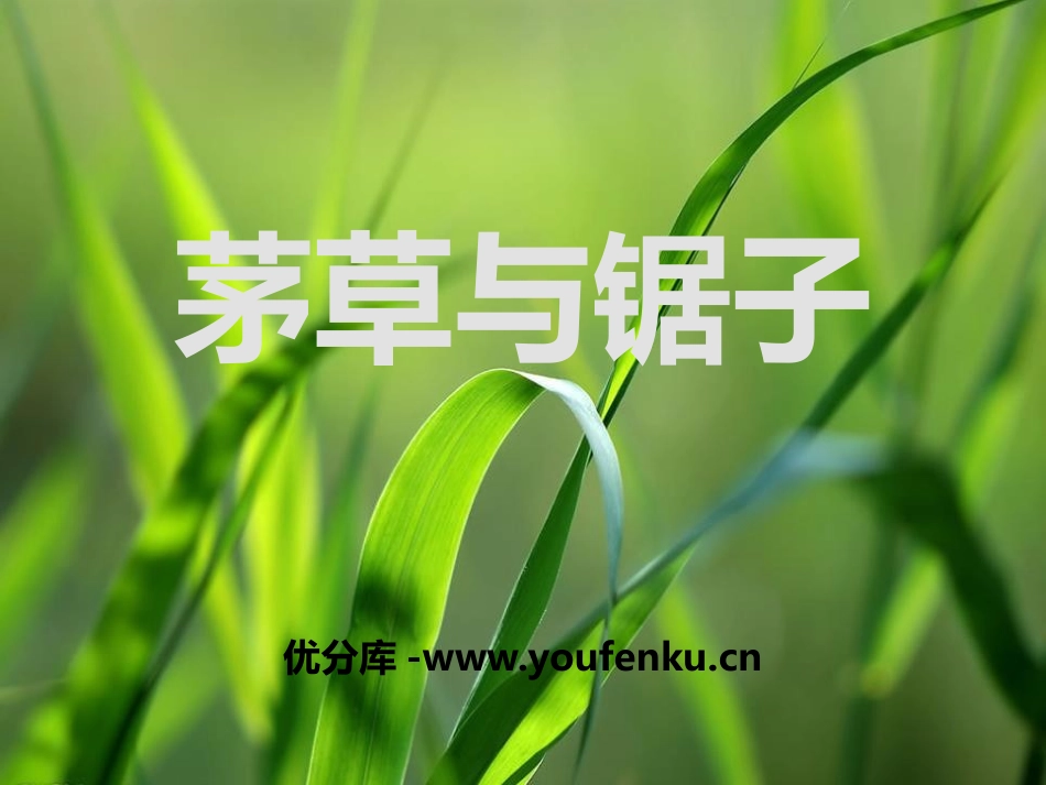 《茅草与锯子》走进树林PPT课件[鄂教版五年级科学上册]_第1页