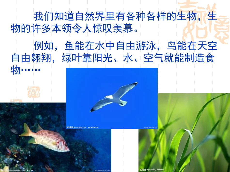 《茅草与锯子》走进树林PPT课件[鄂教版五年级科学上册]_第3页