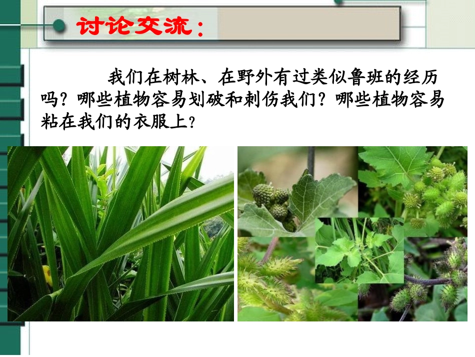 《茅草与锯子》走进树林PPT课件[鄂教版五年级科学上册]_第3页