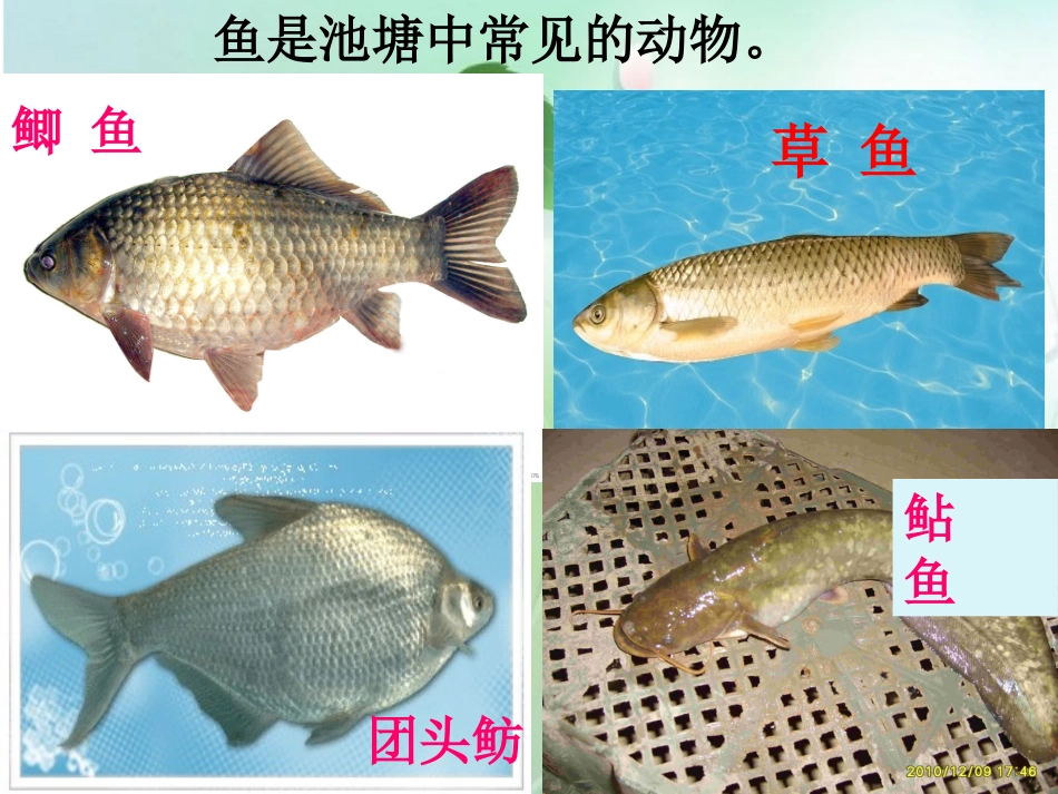 《鱼》池塘群落PPT课件[鄂教版五年级科学上册]_第1页
