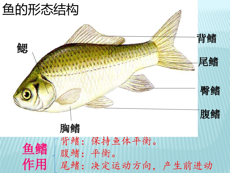 《鱼》池塘群落PPT课件[鄂教版五年级科学上册]_第2页