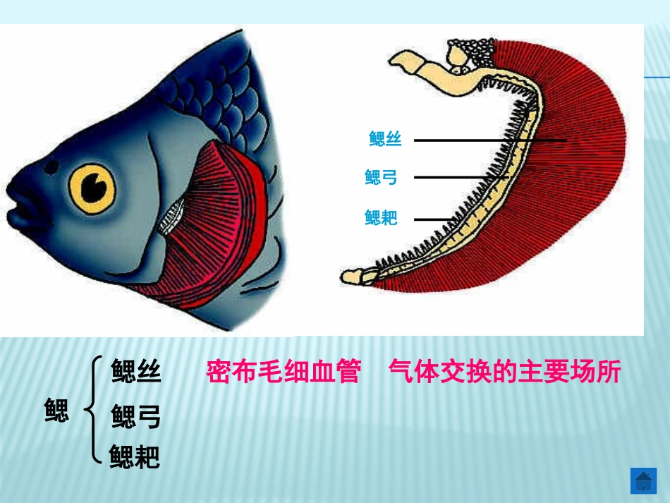 《鱼》池塘群落PPT课件[鄂教版五年级科学上册]_第3页
