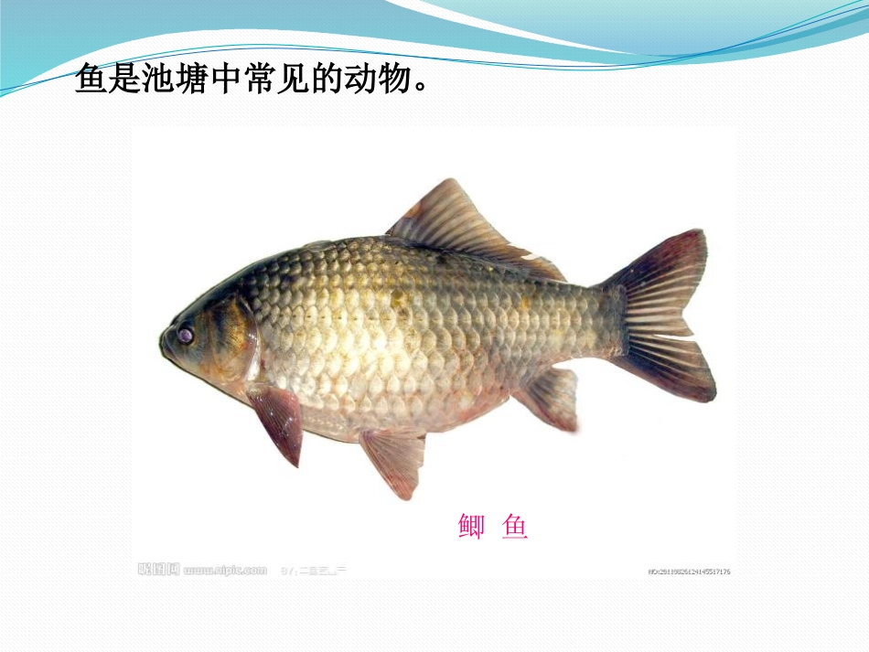 《鱼》池塘群落PPT课件[鄂教版五年级科学上册]_第2页