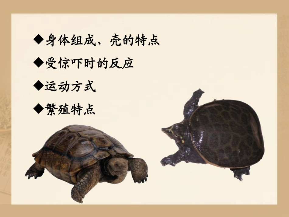 《龟和鳖》池塘群落PPT课件[鄂教版五年级科学上册]_第3页