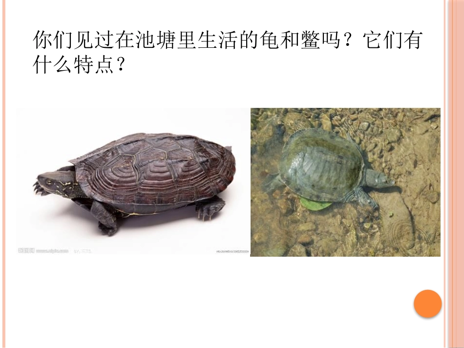 《龟和鳖》池塘群落PPT课件[鄂教版五年级科学上册]_第3页