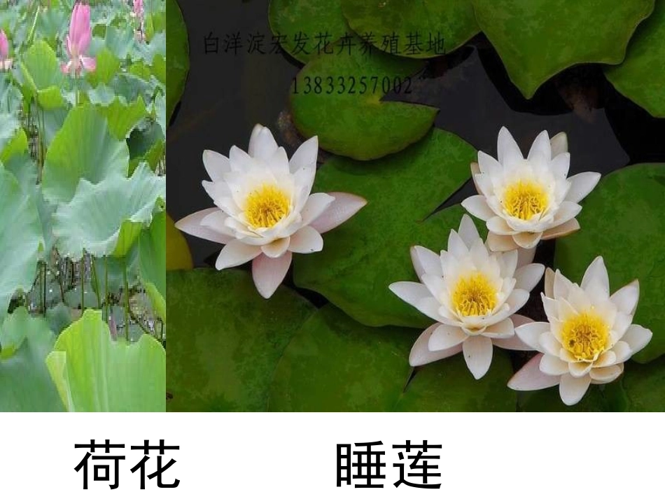 《池塘中的植物》池塘群落PPT课件[鄂教版五年级科学上册]_第2页