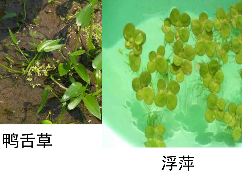 《池塘中的植物》池塘群落PPT课件[鄂教版五年级科学上册]_第3页